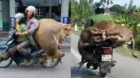 6 Potret Orang Angkut Sapi Pakai Motor Ini Bikin Was-Was Lihatnya