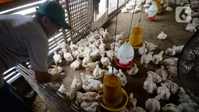 Peternak Ayam Potong