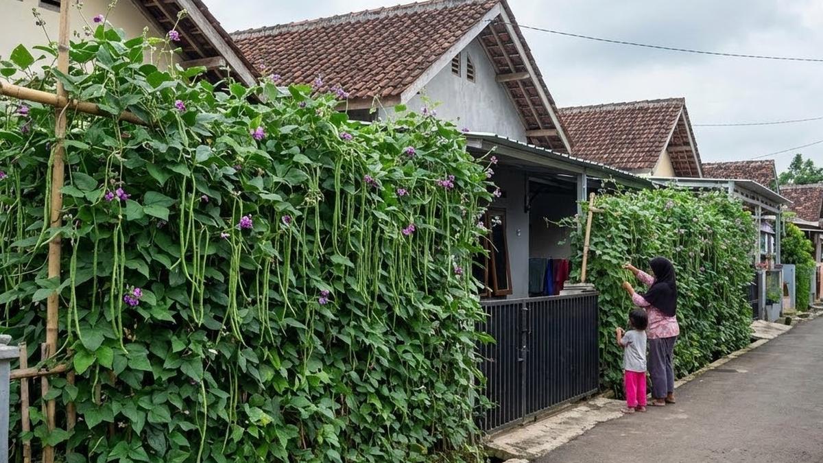 7 Inspirasi Kebun Kacang Panjang Rambat di Pagar Bambu yang Mudah Dibuat, Tumbuh Subur dan Rimbun