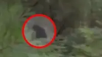 Misterius, Rekaman Bigfoot dan 2 Bayinya Berkeliaran di Hutan Amerika