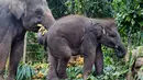 Tanggal 12 Agustus didedikasikan untuk meningkatkan kesadaran global tentang pentingnya pelestarian gajah serta tantangan yang mereka hadapi di alam liar. (AP Photo/Firdia Lisnawati)