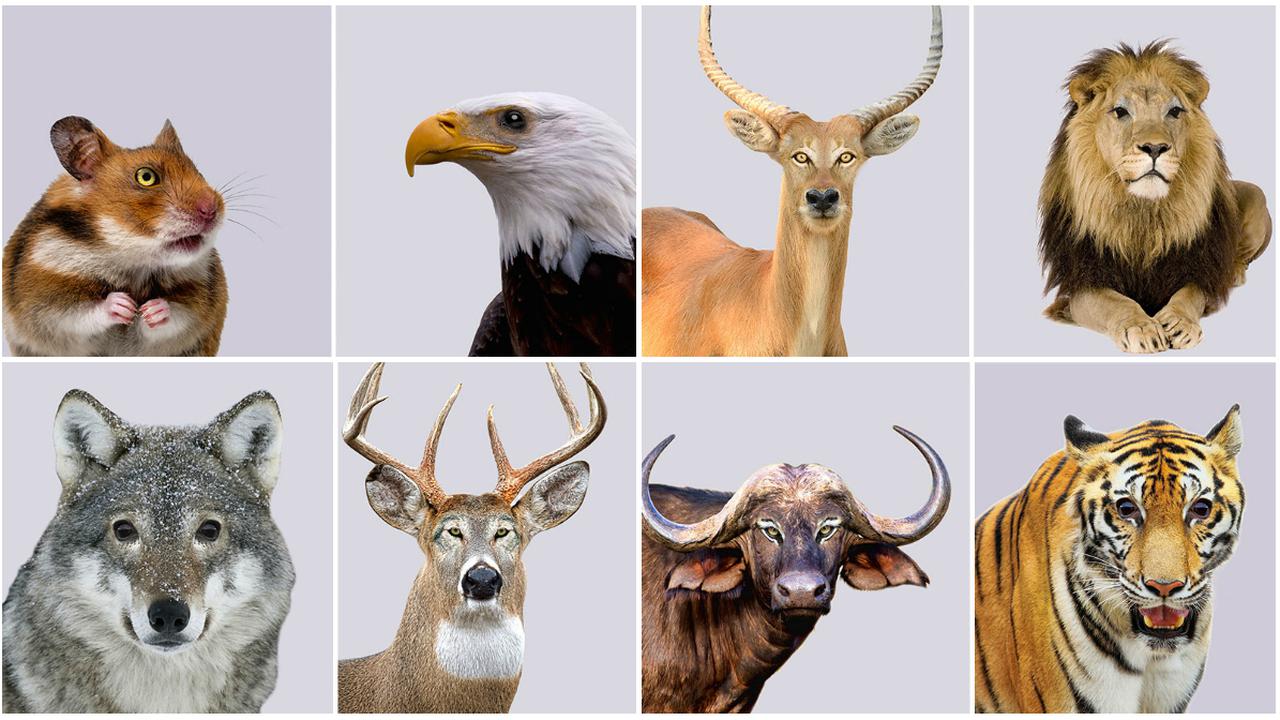 Potret 'Tukar Mata' Hewan Buas dengan Mangsa