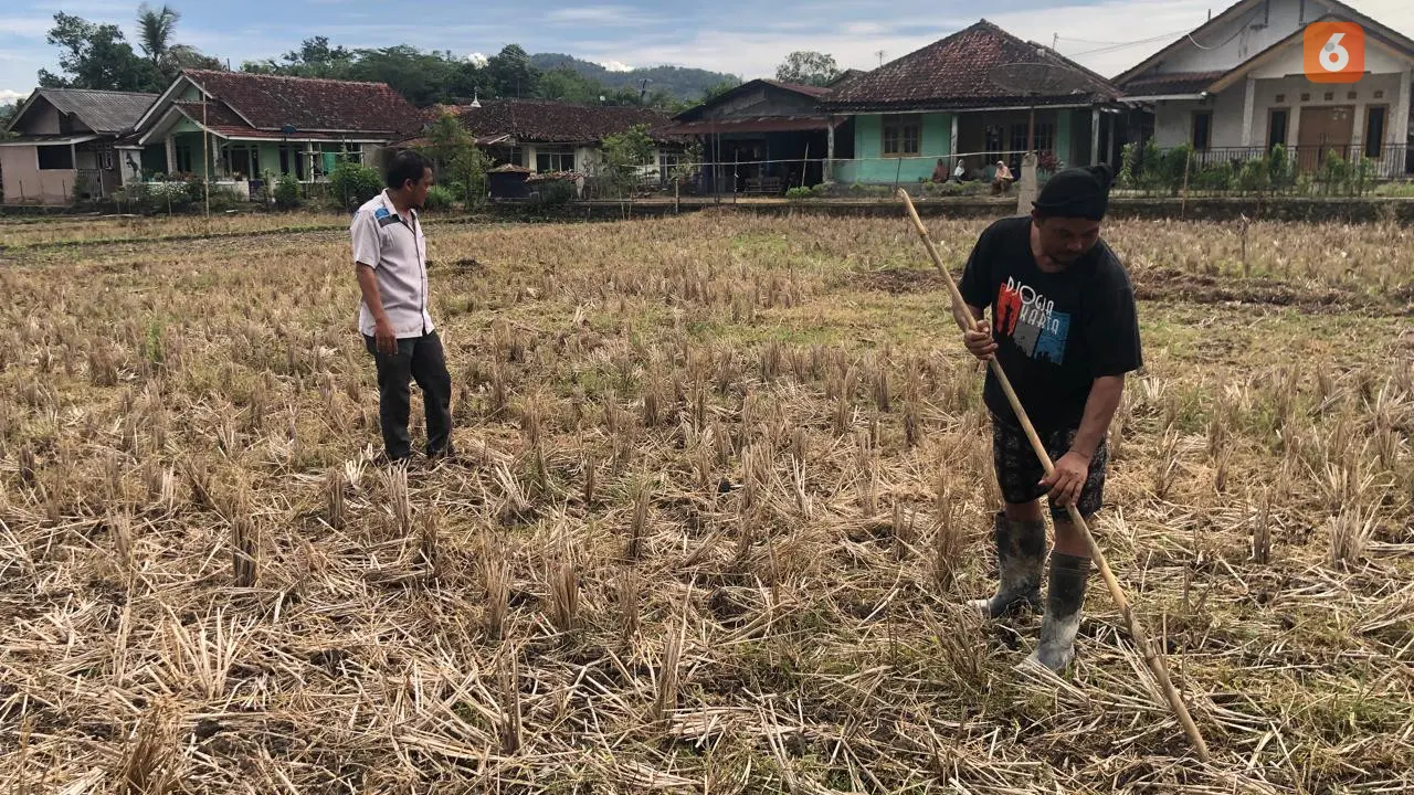 Petani saat menunjukan lahan persawahan yang terlantar akibat irigasi rusak di di Kedusunan Leuwipendeuy dan Kedusunan Padabeunghar, Desa Padabeunghar, Kecamatan Jampangtengah, Kabupaten Sukabumi. (Liputa6.com/Fira Syahrin).