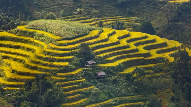 Syarat dan Rukun Mukhabarah