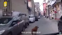 anjing Golden tersebut berlari kencang menunjukkan jalan (sumber: worldofbuzz)