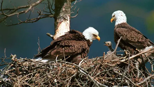 Foto: Copyright acuteaday.com