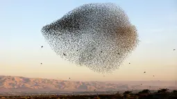 Sekawanan burung jalak eropa (Sturnus vulgaris) terbang berkelompok membentuk pola saat bermigrasi melintasi Lembah Jordan di Tepi Barat, sepanjang perbatasan dengan Yordania pada 3 Februari 2019. (MENAHEM KAHANA / AFP)
