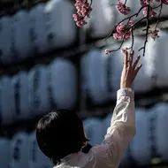 Jepang mengumumkan dimulainya musim bunga sakura di Tokyo pada 14 Maret, 10 hari lebih awal dari biasanya, dan rekor mekarnya bunga sakura lebih awal yang hanya pernah terjadi dua kali sebelumnya. (Photo by Richard A. Brooks / AFP)