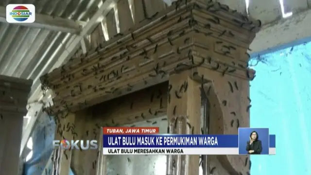 Serangan Ulat Bulu Teror Warga Tuban hingga dalam Rumah