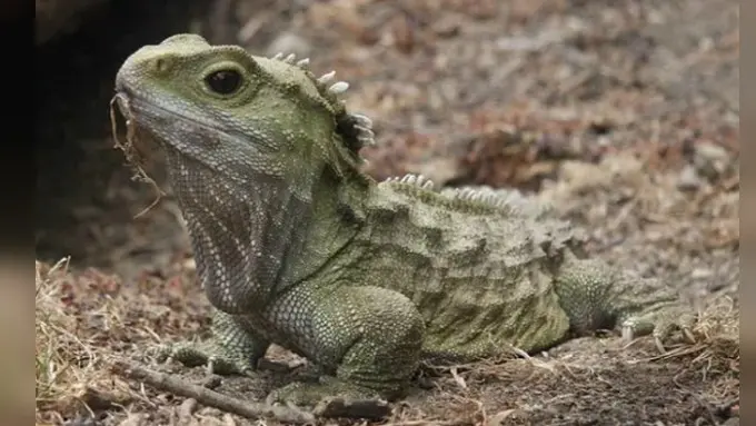 Tuatara (Public Domain)