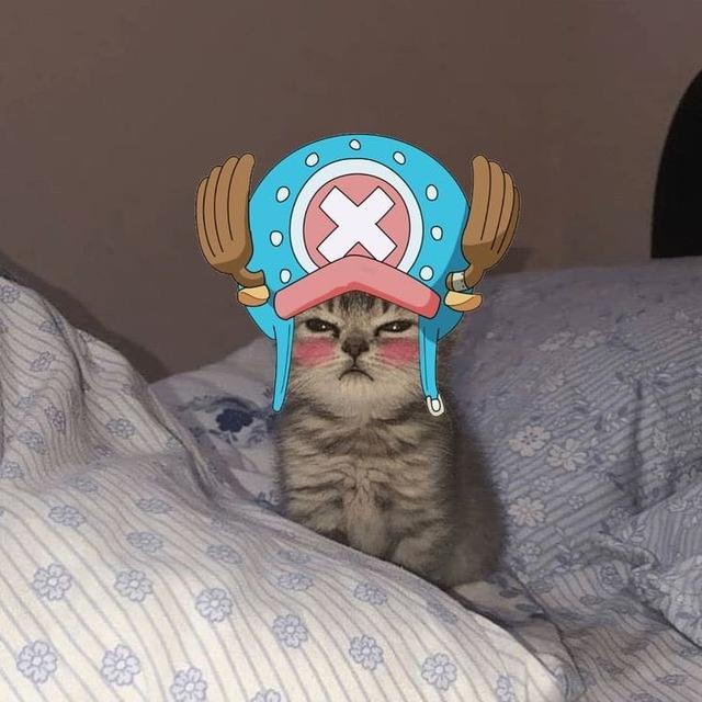 6 Editan Foto Kucing Jadi Kru Mugiwara One Piece Ini Tampak Lucu
