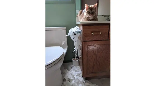 7 Potret Tingkah Laku Kucing Ini Bikin Geleng Kepala