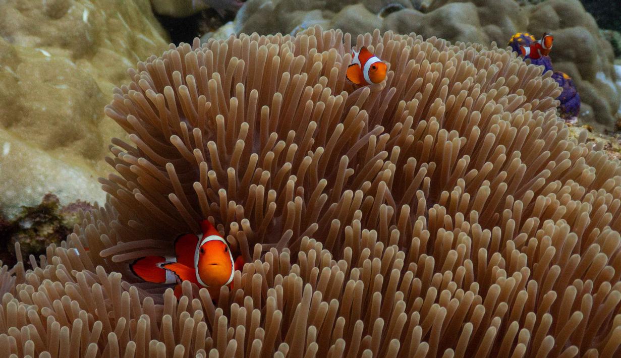 Keindahan dunia bawah laut Raja Ampat juga tidak perlu diragukan lagi. Tampak dalam foto, ikan badut berenang di antara anemon laut di lokasi penyelaman Magic Mountain di Raja Ampat, Papua Barat Daya, Rabu, 4 Maret 2026. (AP Photo/Claudia Rosel)