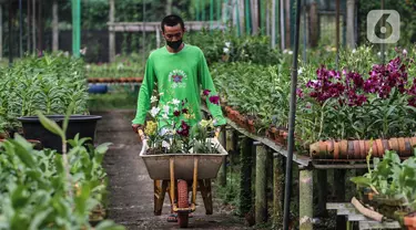 Pekerja membawa pohon Anggrek di tempat pengembangan anggrek Gino Nursery, Kaliurang, Bogor, Selasa (4/1/2021). Anggrek yang sudah berbunga siap dijual online maupun offline dengan kisaran harga dari 30 ribu rupiah hingga mencapai jutaan rupiah tergantung jenisnya. (Liputan6.com/Johan Tallo)