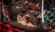 Napas Orangutan di Tengah Kepungan Asap Hutan Kalimantan