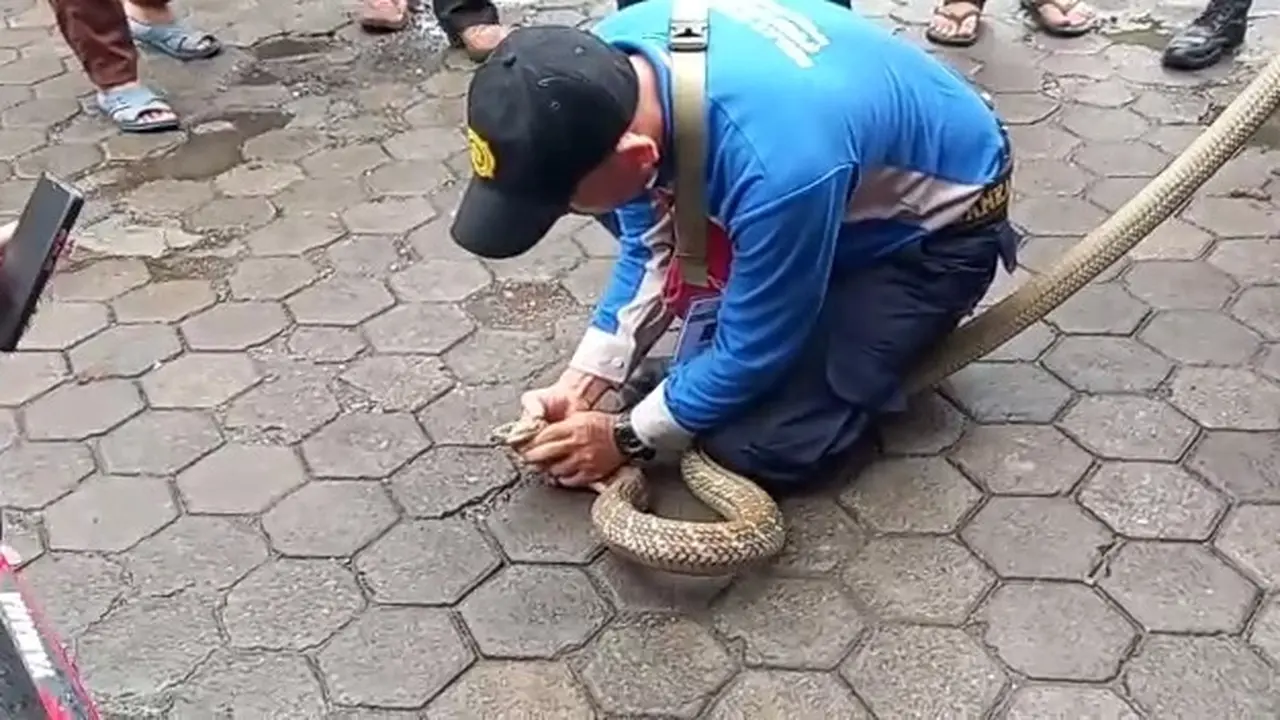 Geger King Kobra Keluar Dari Paket Ekspedisi di Cirebon