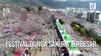 Masyarakat Korea Selatan, menikmati festival bunga sakura terbesar di festival Jinhae Gunhangje.