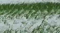 Ratusan hektare sawah di Desa Ngemplak, Jateng, terancam puso akibat terendam air limpahan dari Sungai Ngemplak. Petani pasrah karena embung Ngemplak tak bisa mengatasi luapan air. 