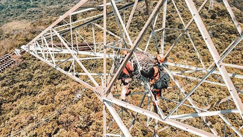 Petugas PLN memindahkan sarang burung elang di Sutet Paiton. (Dian Kurniawan/Liputan6.com).