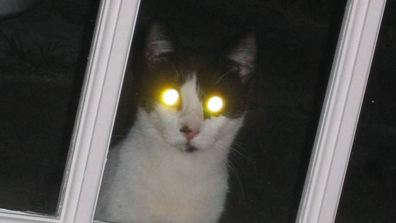 6 Potret Penampakan Mata Kucing Tersorot Cahaya Ini Bikin Kaget - Hot ...