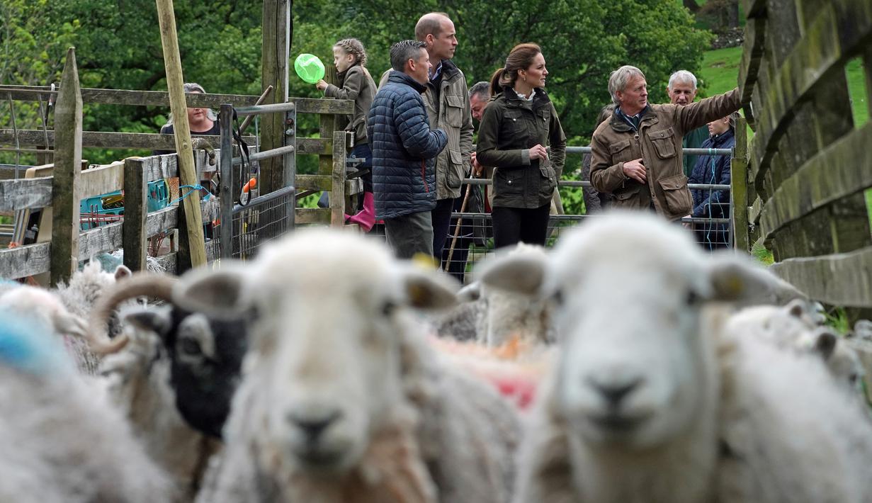 Duke of Cambridge Pangeran William bersama Duchess of Cambridge Kate Middleton saat berkunjung ke Deepdale Hall Farm, sebuah peternakan domba tradisional di Patterdale, Cumbria, Inggris, Selasa (11/6/2019). (Owen Humphreys/POOL/AFP)