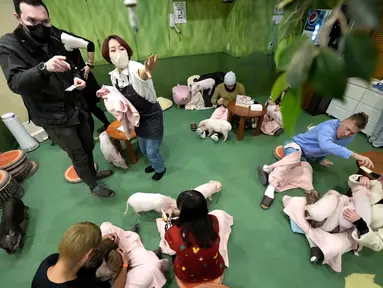 Pengunjung bermain dengan babi mikro di Mipig Cafe, Tokyo, Jepang, 24 Januari 2024. Di tempat ini, pengunjung bisa merasakan sensasi nongkrong ditemani babi-babi mini. (AP Photo/Eugene Hoshiko)
