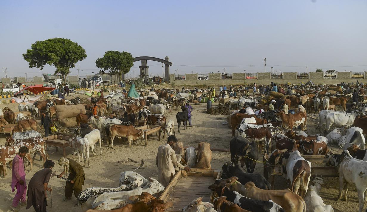 Pemandangan umum pasar ternak menjelang festival Muslim Idul Adha, di pinggiran Karachi pada 19 Juni 2023. (AFP/Asif Hassan)
