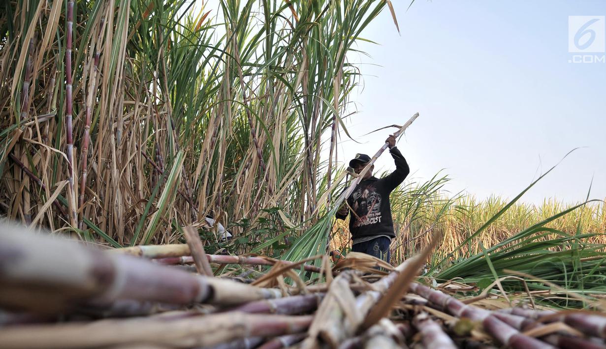 Aktivitas petani tebu di Desa Betet, Jatim September lalu. Rembesan gula rafinasi tahun 2018 sebesar 800 ribu ton, produksi gula konsumsi tahun 2018 sebesar 2,1 juta ton, impor gula konsumsi tahun 2018 sebanyak 1,2 juta ton. (Merdeka.com/Iqbal S. Nugroho)