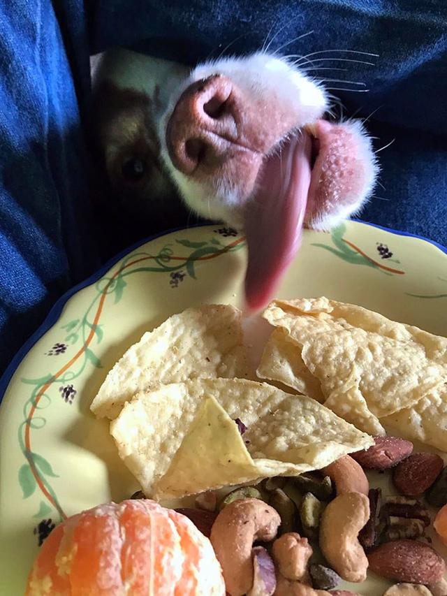 10 Potret Hewan Peliharaan saat Ketahuan Mencuri Makanan Ini Bikin Gemas