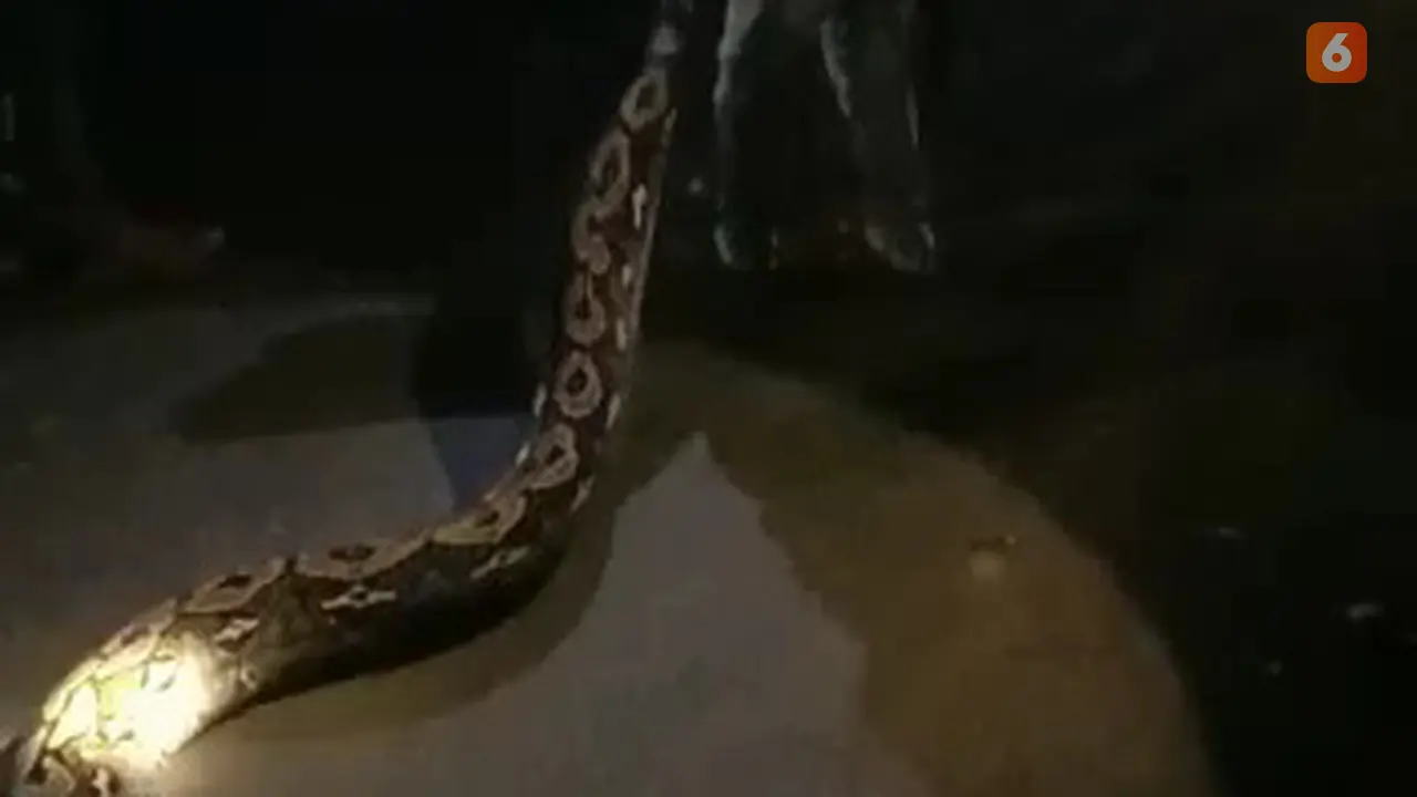 warga tangkap piton 5 meter