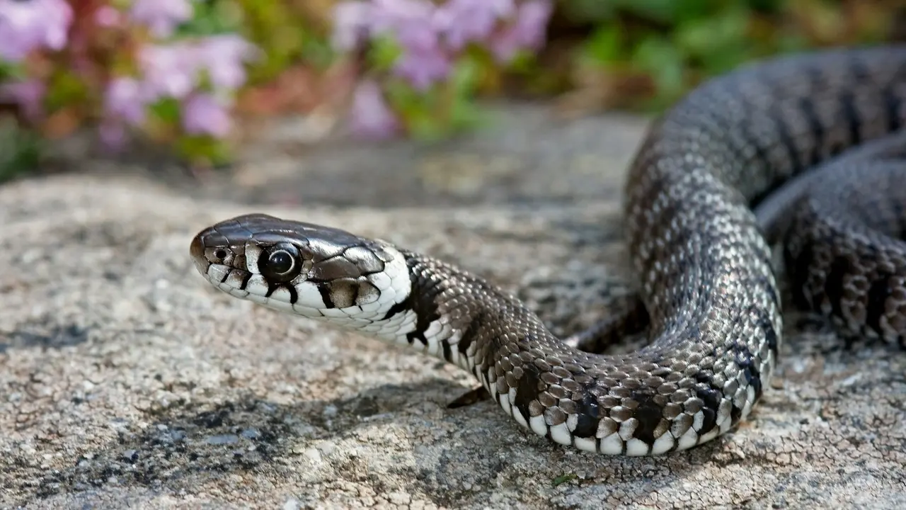 Snake