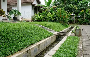 9 Tanaman Penutup Tanah untuk Area Drainase, Halaman Lebih Rapi dan Bebas Erosi