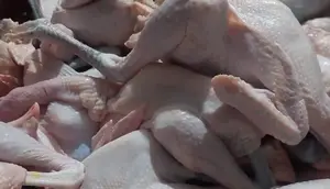 Ayam Kampung Lebih Sehat dari Broiler? Ahli Ungkap Beda Kandungan Gizinya
