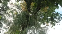 Anggrek raksasa atau yang dikenal anggrek tebu ini mekar di Kebun Raya Bogor