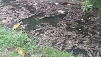Ikan Sapu-Sapu dari Sungai Jakarta Berisiko Tercemar Logam dan Bakteri Berbahaya, Tak Layak Konsumsi