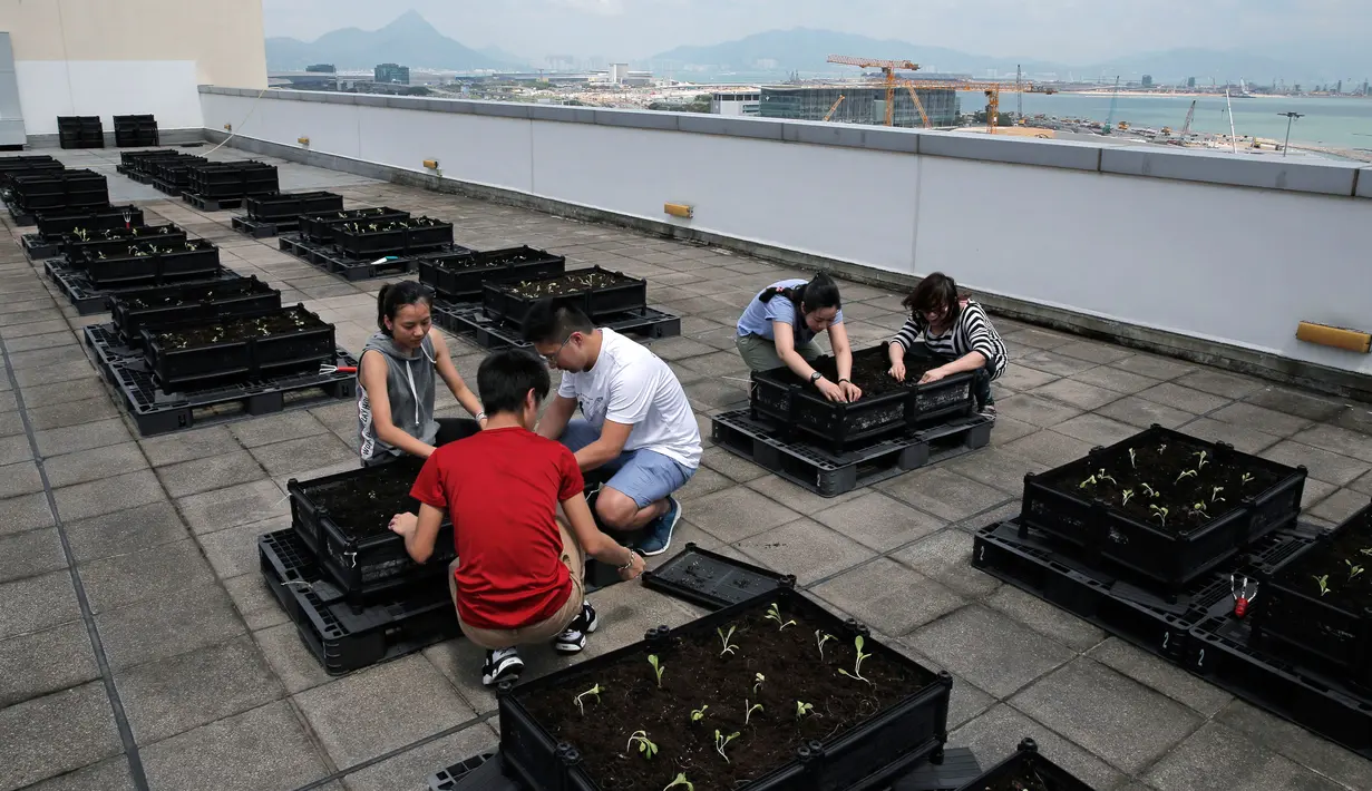 Para pekerja menanam sayur dan buah di sebuah kebun yang berada di atap gedung industri di Hong Kong, 23 September 2017. Mereka beralasan ingin mendapat asupan buah dan sayur yang aman dari pestisida. (AP Photo/Kin Cheung)