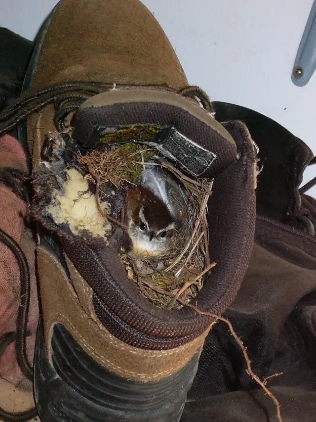 Sarang Burung di Tempat Unik