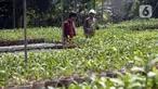 Pembeli memilih anggrek jenis dendrobium di tempat pembibitan budi daya anggrek, Pocis, Kecamatan Setu, Tangerang Selatan, Banten, Senin (31/8/2020). Anggrek dendrobium pesanan pembeli akan dikirim ke berbagai daerah, kebanyakan pemesan dari Kalimantan dan Sulawesi. (merdeka.com/Dwi Narwoko)