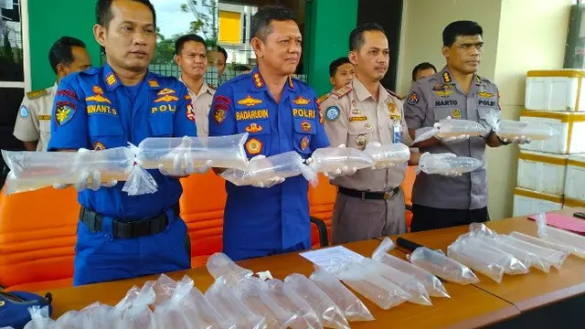 Kantong berisi ribuan benih baby lobster disita polisi dari penyelundup dengan tujuan Malaysia.