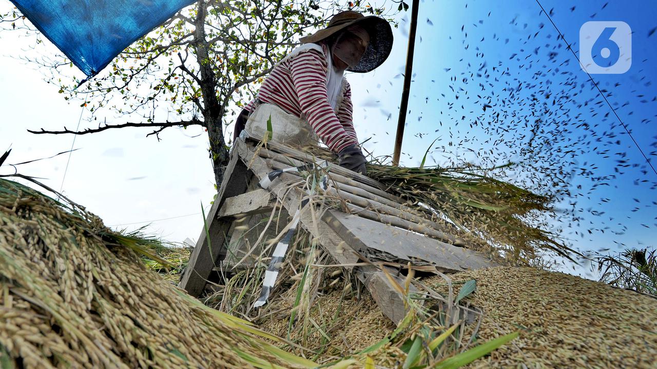 Musim Kemarau, Harga Gabah Kering Naik