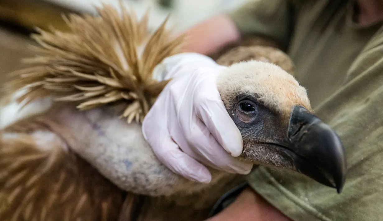 Seekor burung bangkai saat menerima perawat oleh petugas di sebuah klinik hewan, Tel Aviv, Israel, (29/1). Seekor burung ditangkap di Lebanon  karena diduga mata-mata Israel  dilepaskan  setelah penjaga perdamaian dari PBB turun tangan. (JACK GUEZ / AFP)
