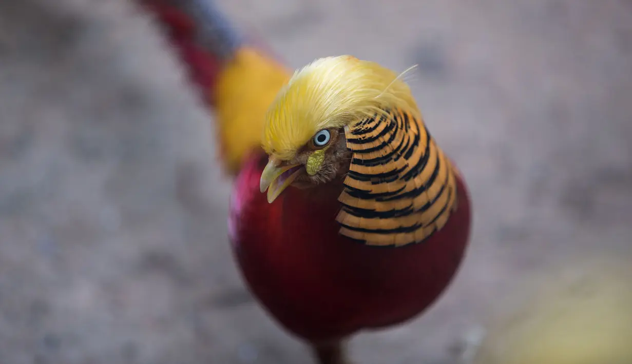 Seekor burung berjenis pegar emas yang ada di Hangzhou Safari Park, Provinsi Zhejiang, China, 13 November 2016. Burung berusia 5 tahun ini menjadi viral karena memilki rambut yang begitu mirip dengan presiden ke-45 AS Donald Trump. (REUTERS/Stringer)