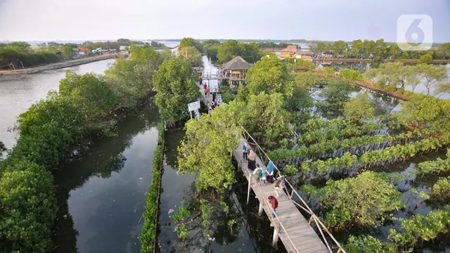 Pesona Wisata Mangrove Tarumajaya di Bekasi