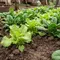 Memperbaiki Tanah Liat untuk Berkebun, Ini Bahan yang Sebaiknya Dihindari