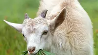 19 Tanaman yang Bisa Racuni Kambing: Waspada Sebabkan Kematian