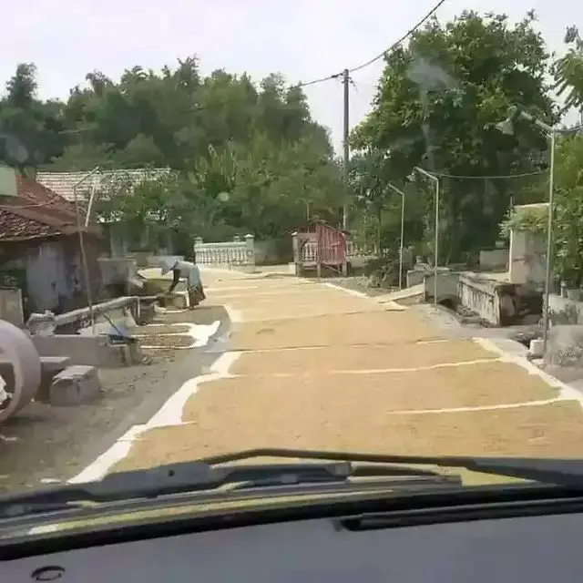 Kumpulan Potret Padi Dijemur di Tengah Jalan, Kendaraan Bermotor Jadi Sulit Melintas (ist)