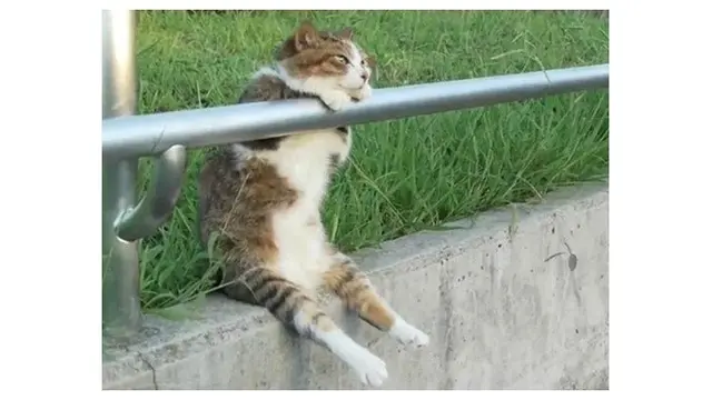 7 Potret Pose Kucing saat Duduk Ini Bikin Geleng Kepala