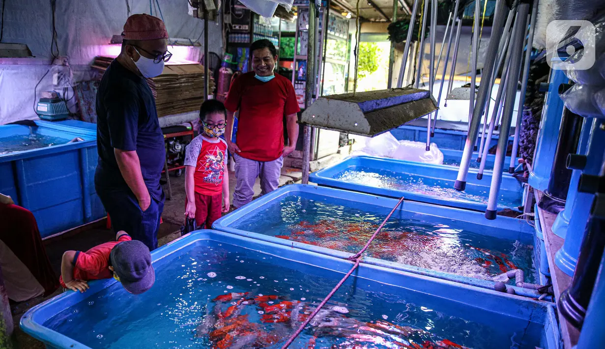 Warga melihat koleksi ikan hias yang dijual pedagang di Sentra Ikan Hias di Jalan Sumenep, Menteng, Jakarta, Sabtu (18/7/2020). Menurut para pedagang, selama pandemi Covid-19 ini, dagangannya banyak diserbu warga untuk mengisi kegiatan di rumah. (Liputan6.com/Faizal Fanani)