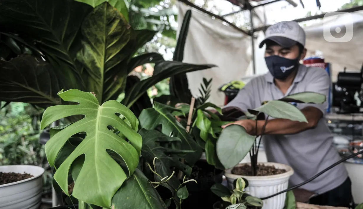 Pedagang merawat tanaman hias yang dijualnya di kawasan Cipayung, Depok, Jawa Barat, Minggu (27/9/2020). Meningkatnya hobi masyarakat dalam berkebun di rumah semenjak PSBB diterapkan menyebabkan harga tanaman hias moroket hingga 10 kali lipat. (merdeka.com/Iqbal S. Nugroho)