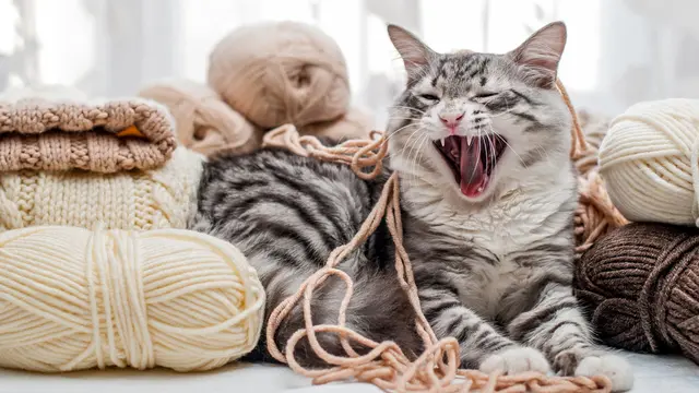 Tolong, Kucingku Doyan Menghisap Kain Wol!